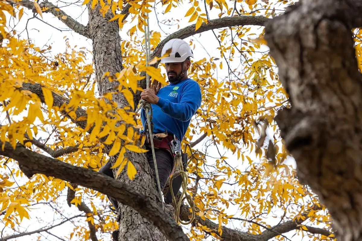 Skilled Tree Transplanting crew working in Dearborn Heights